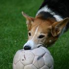 gordon mit seinem lieblingsball