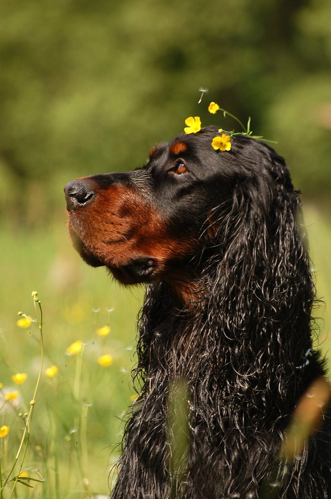 Gordon Setter