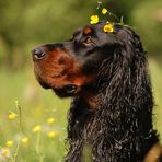 Gordon Setter