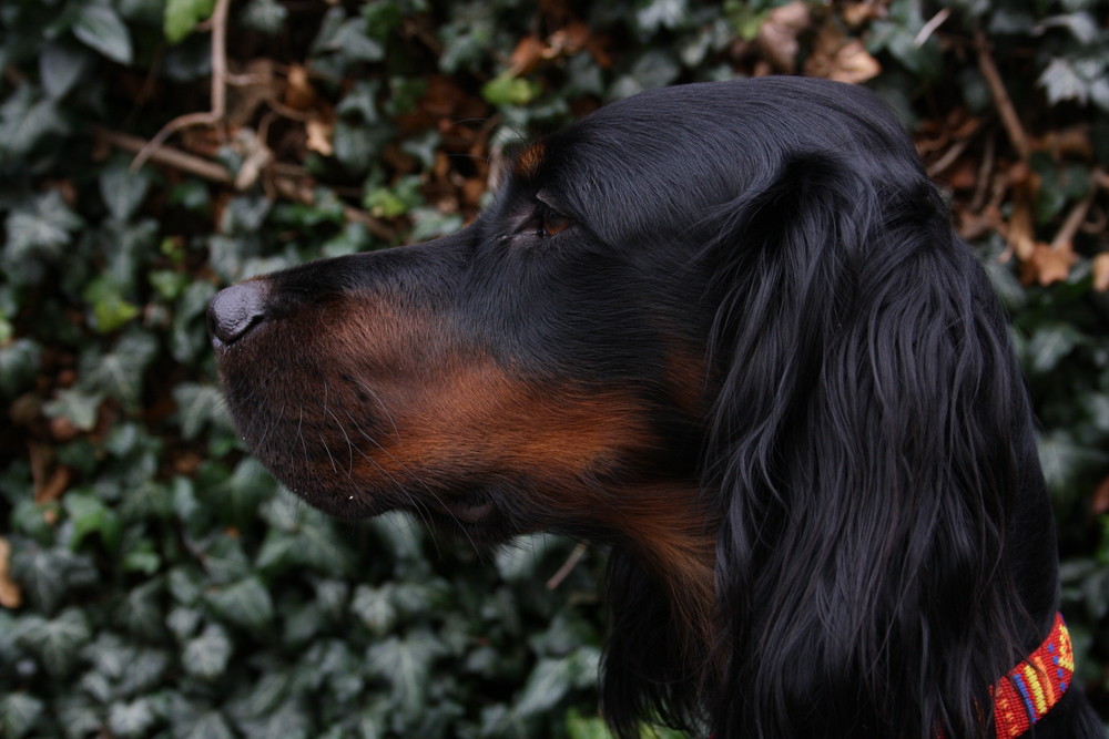 Gordon Setter