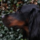 Gordon Setter