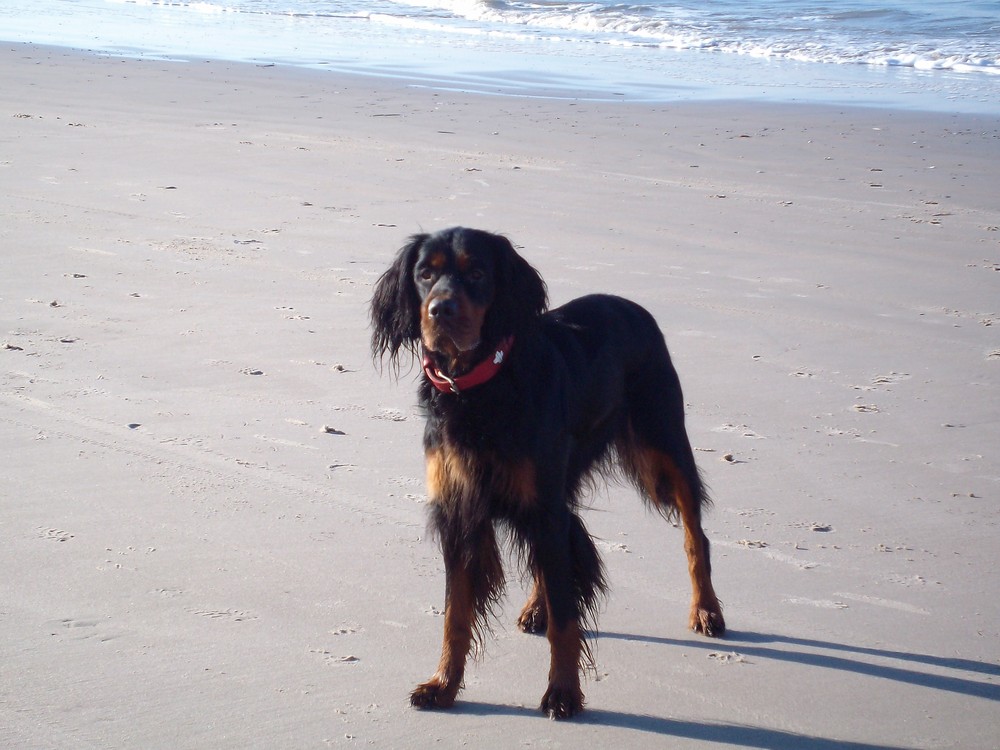 Gordon-Setter