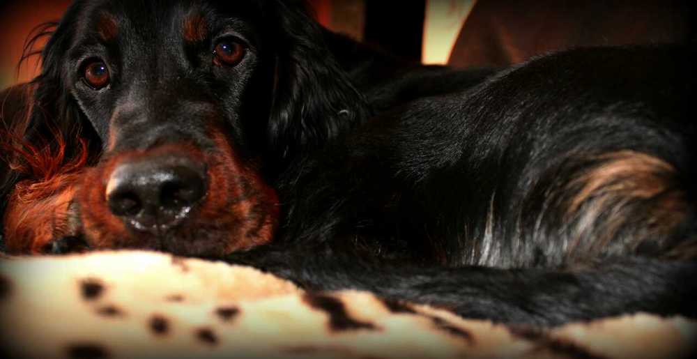 Gordon Setter