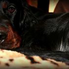 Gordon Setter