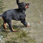 Gordon-Setter