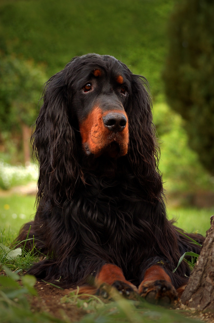 Gordon Setter