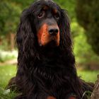 Gordon Setter