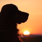 Gordon Setter bei Sonnenuntergang