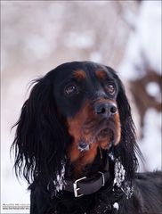 Gordon Setter Dame