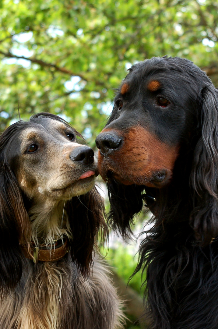 Gordon Setter & Englisch Setter/Afgahne Mix Foto & Bild tiere