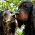 Gordon Setter & Englisch Setter/Afgahne Mix