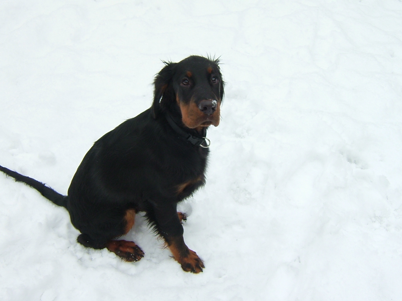 Gordon Setter - Geron von Wersabe, 4,5 Monate alt