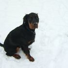 Gordon Setter - Geron von Wersabe, 4,5 Monate alt