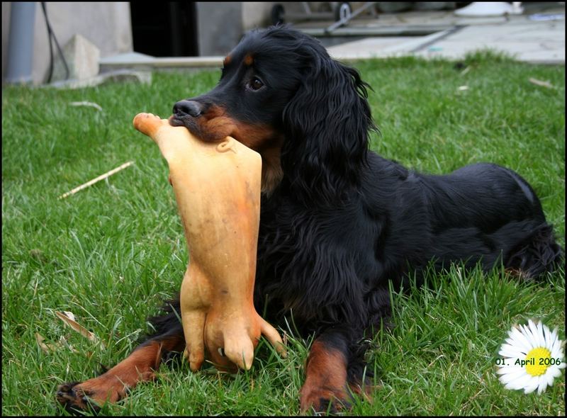 Gordon Setter Hündin