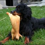 Gordon Setter Hündin