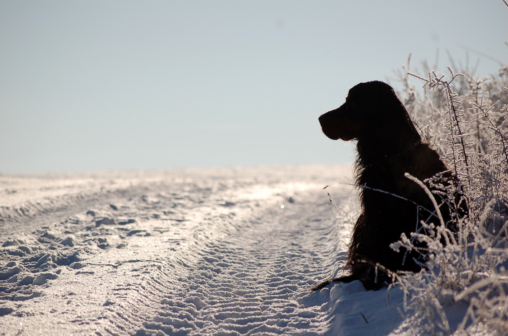 Gordon Setter im Schnee