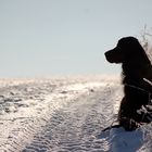 Gordon Setter im Schnee