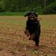 Gordon Setter in Aktion