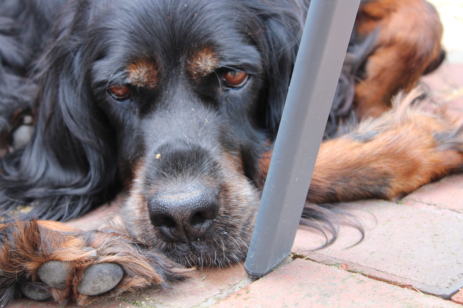 Gordon Setter love 2