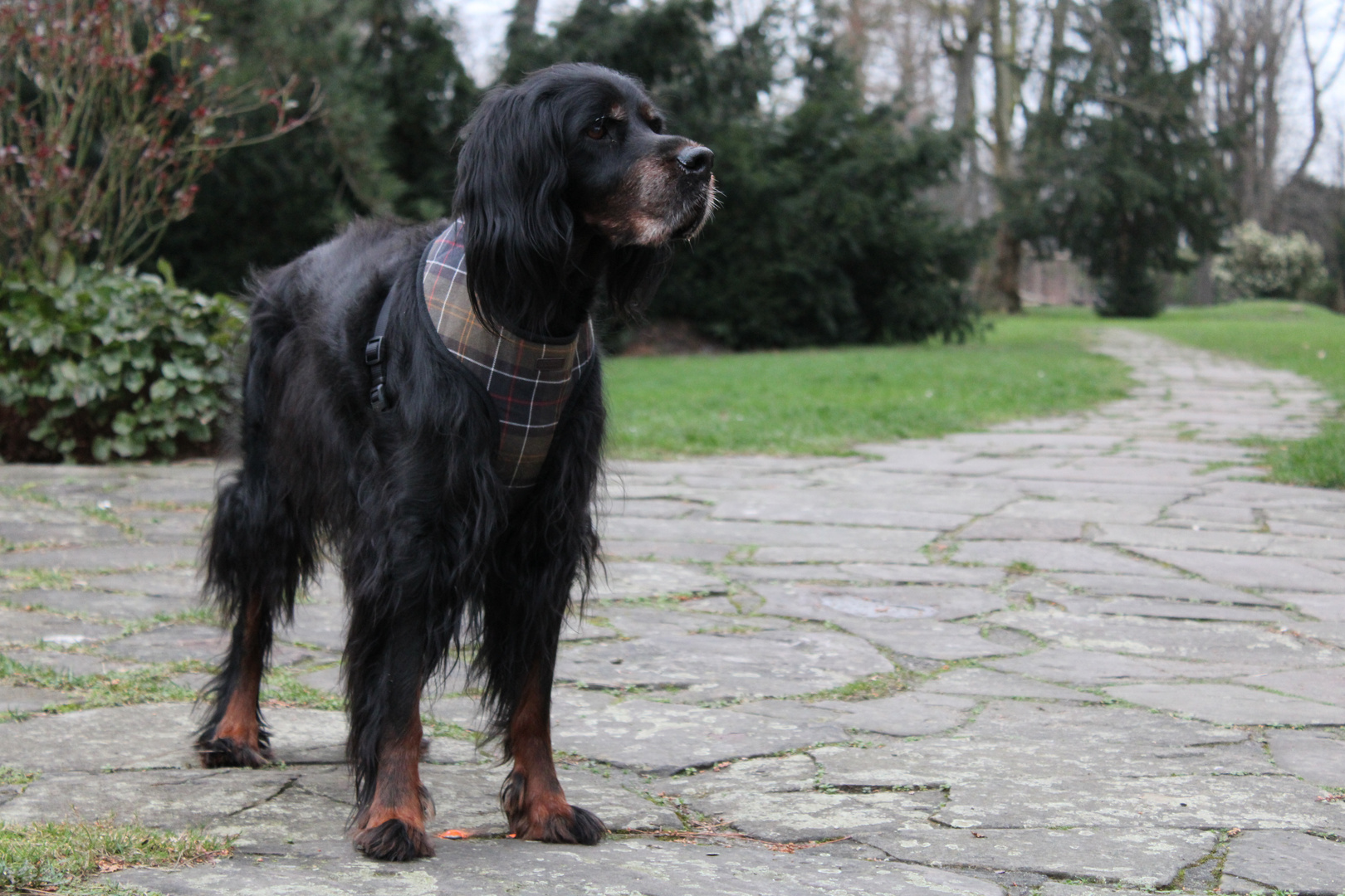 Gordon Setter love 4