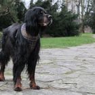 Gordon Setter love 4