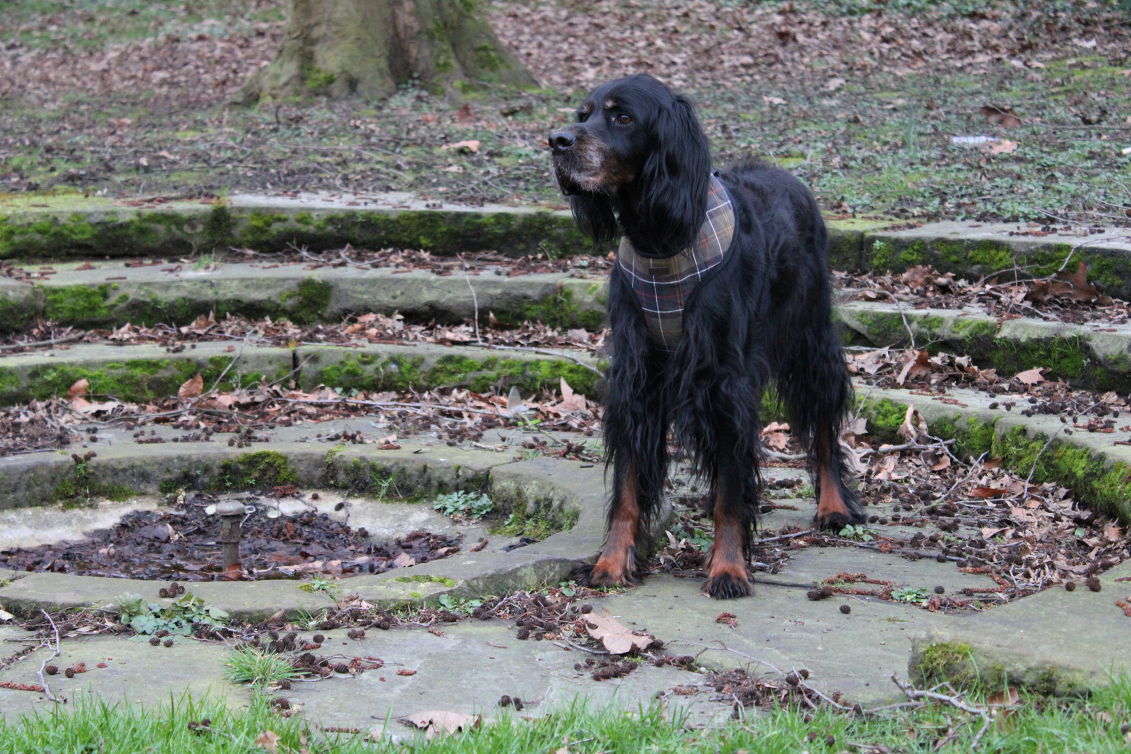 Gordon Setter love 5