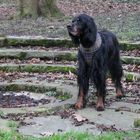 Gordon Setter love 5