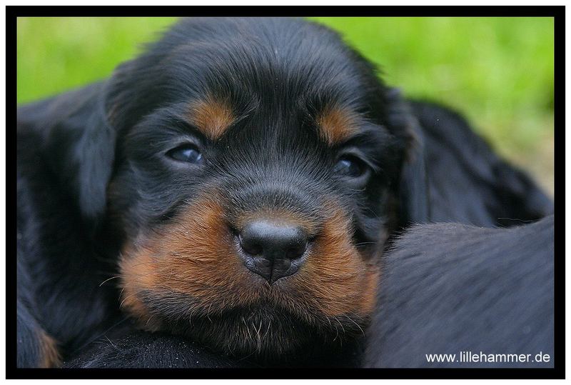 Gordon Setter Welpe 20 Tage, Tretten, Norwegen am 02.06.06