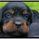 Gordon Setter Welpe 20 Tage, Tretten, Norwegen am 02.06.06