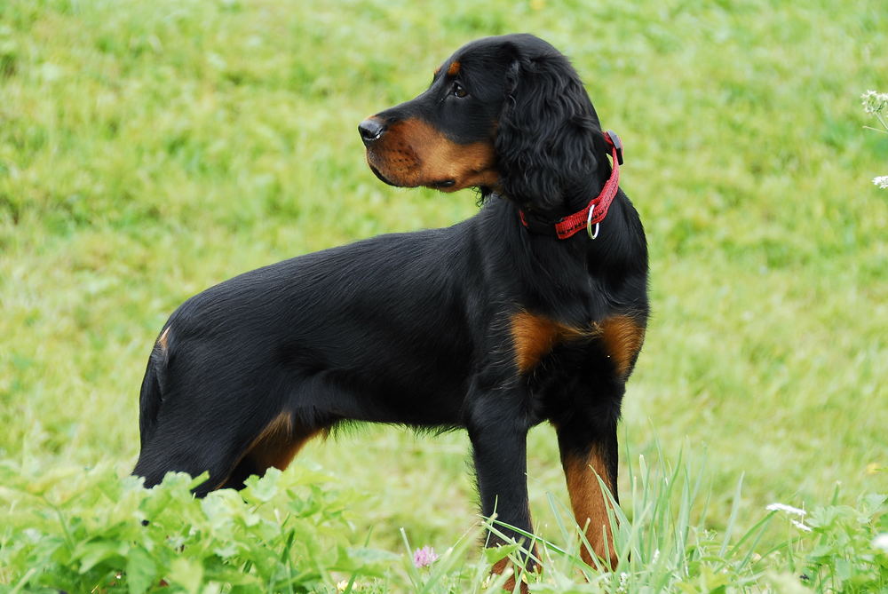 Gordon Setter Welpe: Mit 15 Wochen ist man schon erwachsen, oder?