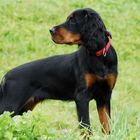 Gordon Setter Welpe: Mit 15 Wochen ist man schon erwachsen, oder?