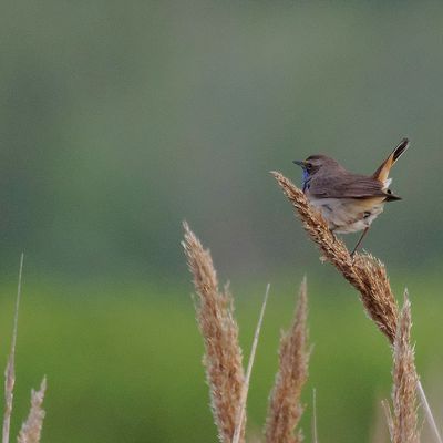 Gorge Bleu à Miroir