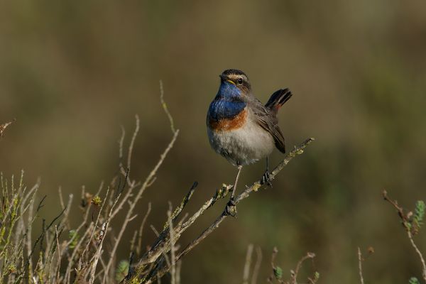 Gorge Bleu à Miroir