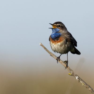 Gorge Bleu à Miroir