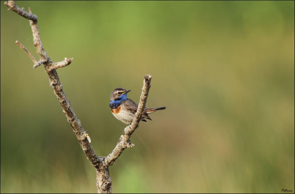 Gorge bleue