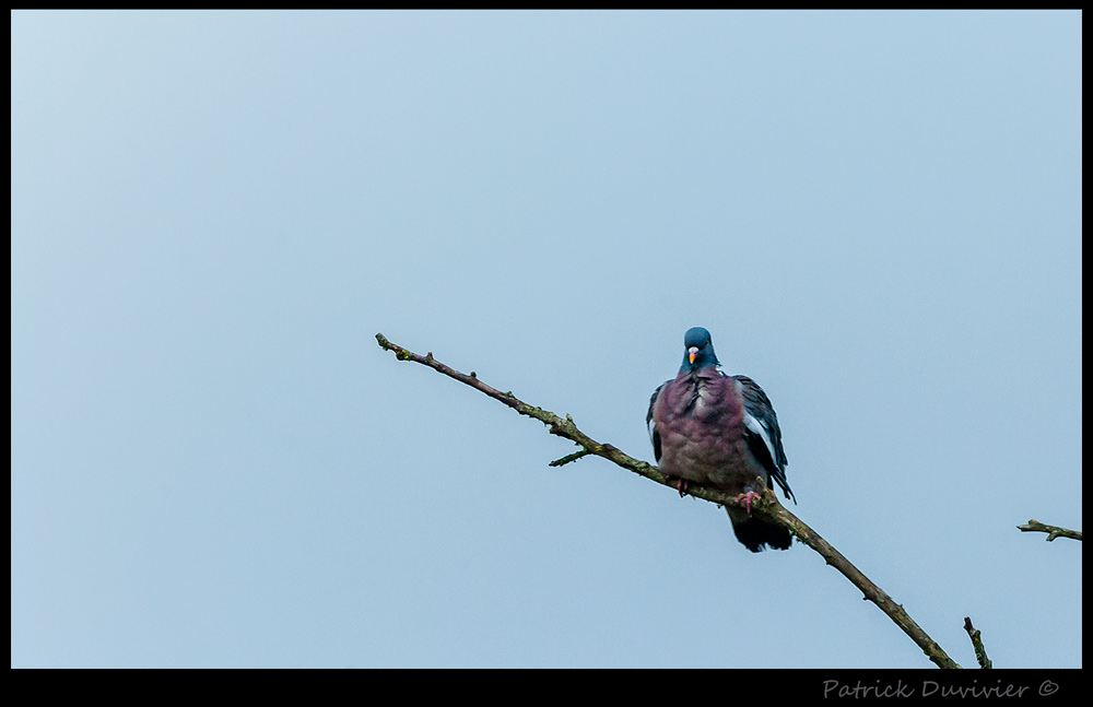 Gorge de pigeon