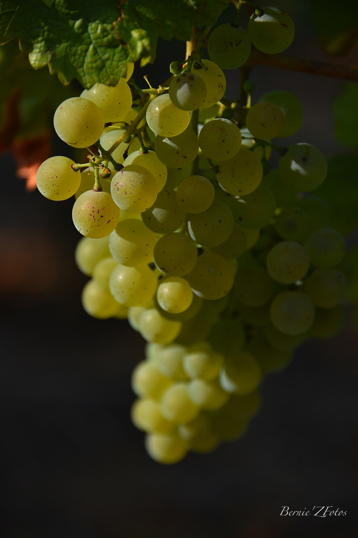 gorgé de sucre - le vin sera bon