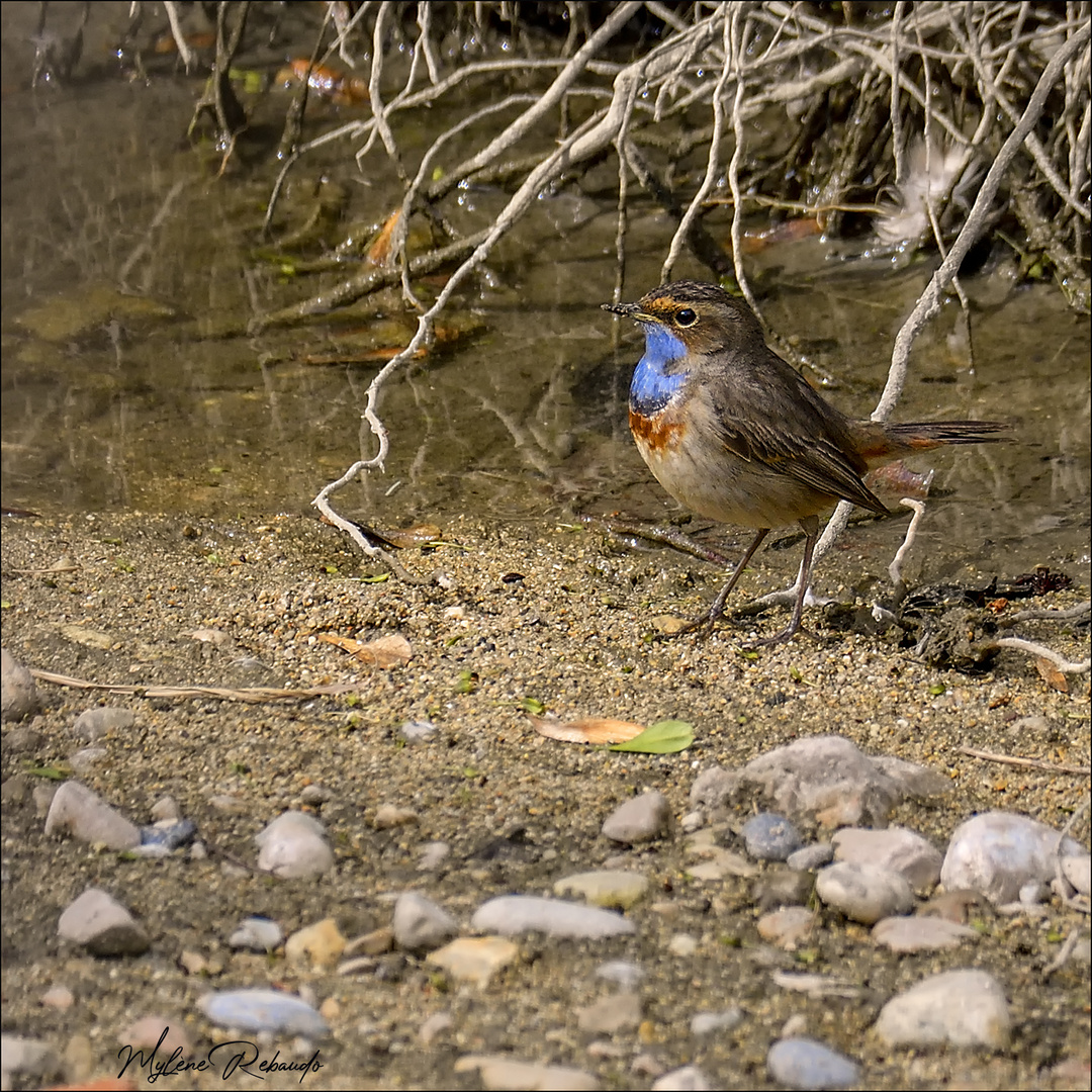 Gorgebleue à miroir