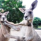 Gorgeous Kangaroo Fight