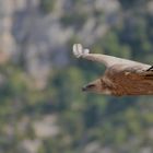 Gorges du Verdon II