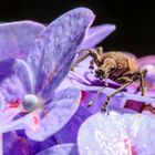 GORGOJO EN FLOR