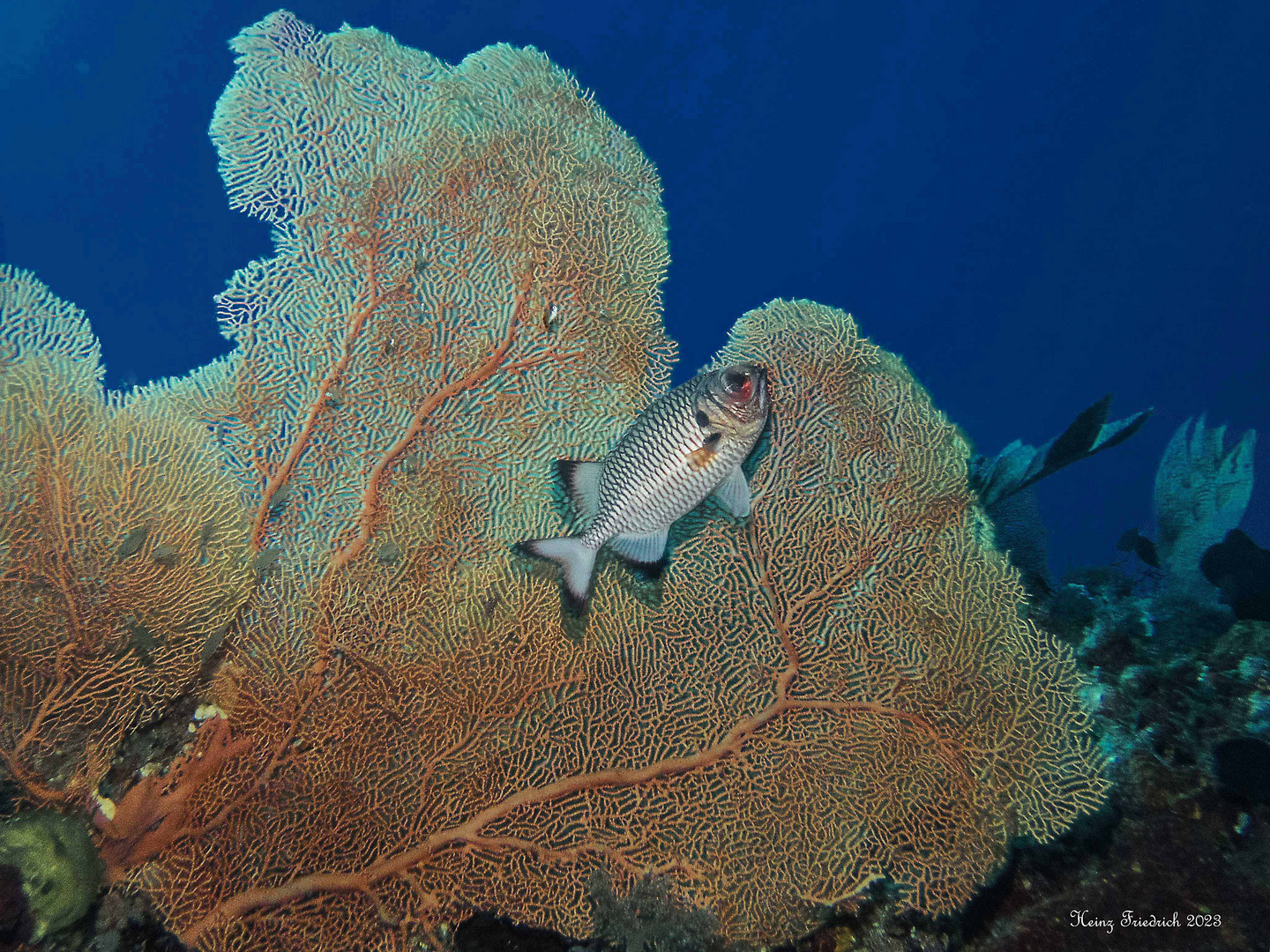 Gorgonen Seefächer und Schwarzbinden Soldatenfisch