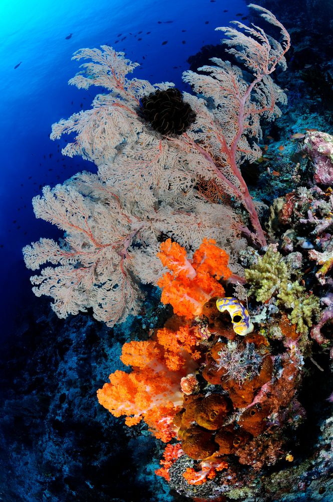 Gorgonia (Leptogorgia sarmentosa) e alcionari (Dendronephthya klunzingeri)