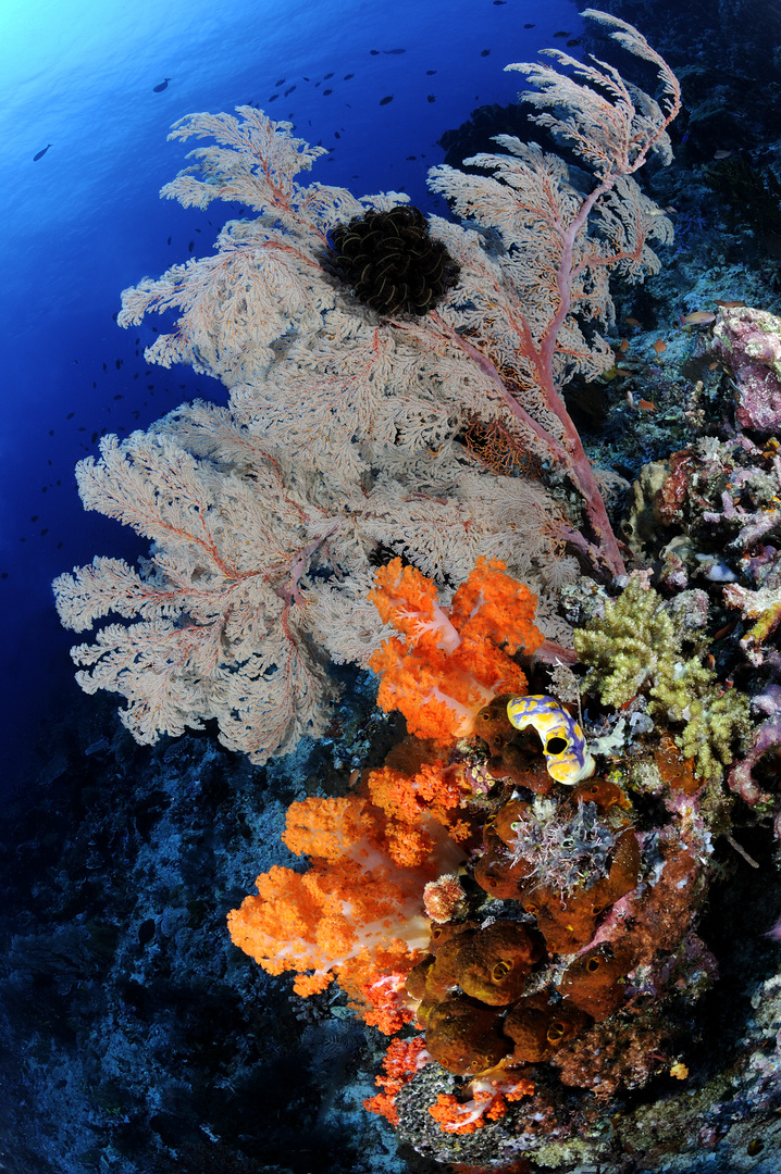 Gorgonia (Leptogorgia sarmentosa) e alcionari (Dendronephthya klunzingeri)