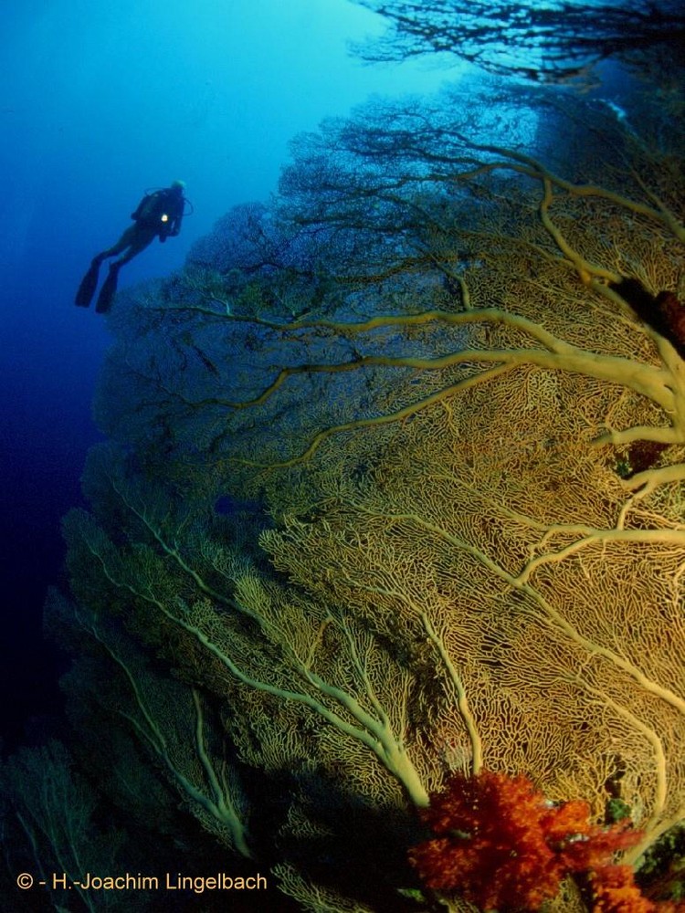 Gorgonien im Roten Meer, brothers