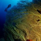 Gorgonien im Roten Meer, brothers