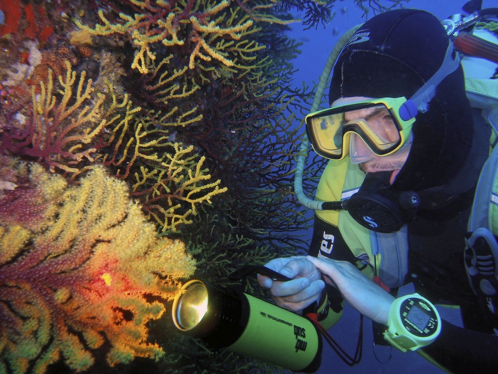 Gorgonienwand im Mittelmeer