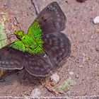 Gorgopas trochilus, Green-shouldered Gorgopas. Ein Hesperiidae!