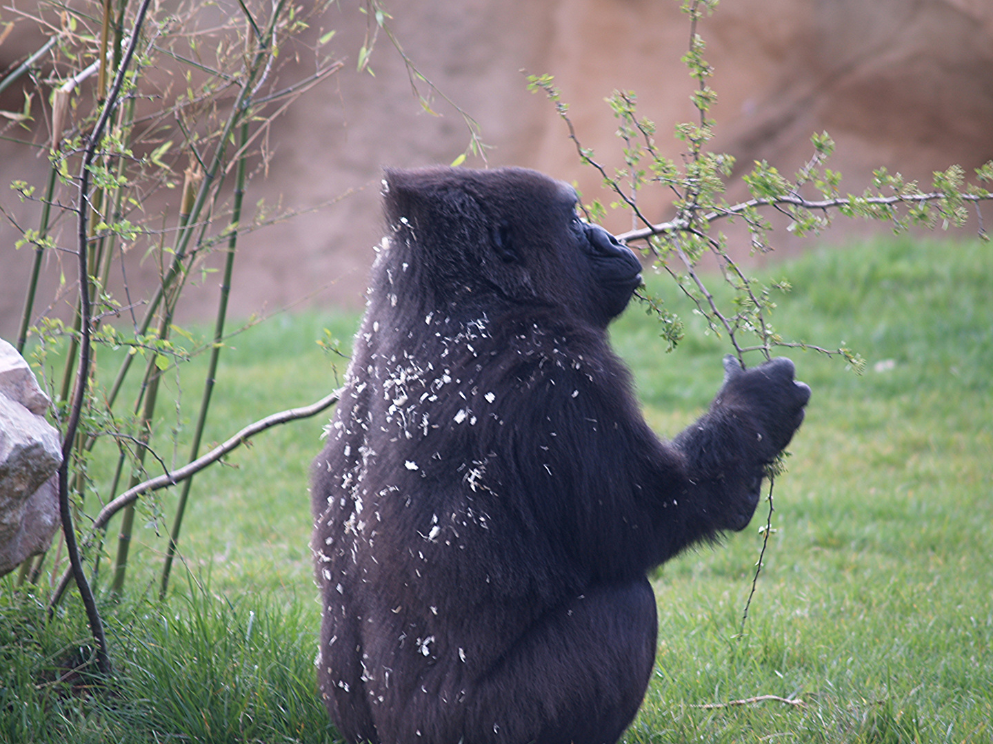 Gorila at local Zoo