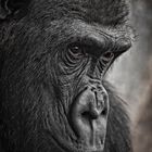 Gorila de Montaña (hembra)